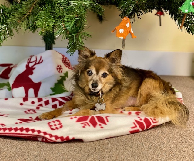 Cute dog under the Christmas tree